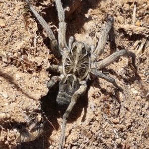 Tasmanicosa godeffroyi at Holt, ACT - 20 Jan 2021