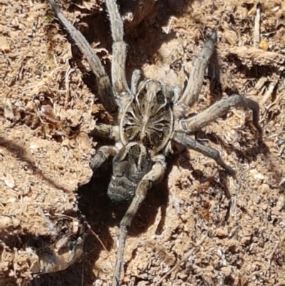 Tasmanicosa godeffroyi (Garden Wolf Spider) at Ginninderry Conservation Corridor - 20 Jan 2021 by trevorpreston