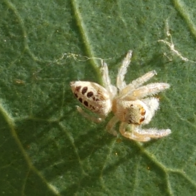 Opisthoncus sexmaculatus (Six-marked jumping spider) at Holt, ACT - 20 Jan 2021 by trevorpreston
