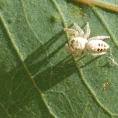 Opisthoncus sp. (genus) at Holt, ACT - 20 Jan 2021