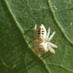 Opisthoncus sexmaculatus at Holt, ACT - 20 Jan 2021