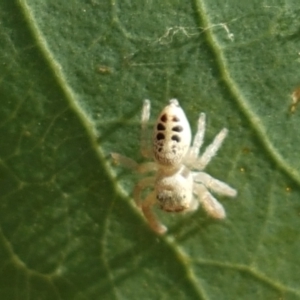 Opisthoncus sp. (genus) at Holt, ACT - 20 Jan 2021