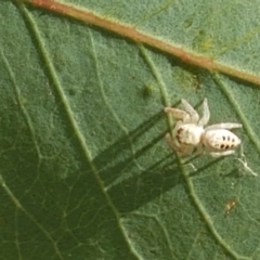 Opisthoncus sexmaculatus at Holt, ACT - 20 Jan 2021