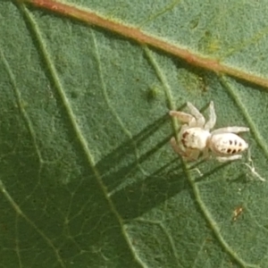 Opisthoncus sexmaculatus at Holt, ACT - 20 Jan 2021