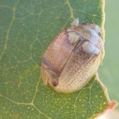 Paropsisterna laesa species complex (Laesa leaf beetle) at Holt, ACT - 20 Jan 2021 by trevorpreston