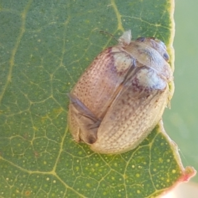 Paropsisterna laesa species complex (Laesa leaf beetle) at Holt, ACT - 20 Jan 2021 by trevorpreston
