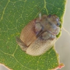 Paropsisterna laesa species complex at Holt, ACT - 20 Jan 2021 05:22 PM