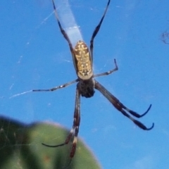 Trichonephila edulis (Golden orb weaver) at Holt, ACT - 20 Jan 2021 by tpreston