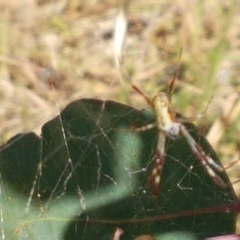 Trichonephila edulis at Holt, ACT - 20 Jan 2021 05:23 PM