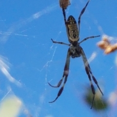 Trichonephila edulis at Holt, ACT - 20 Jan 2021 05:23 PM