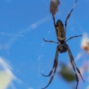 Trichonephila edulis at Holt, ACT - 20 Jan 2021 05:23 PM