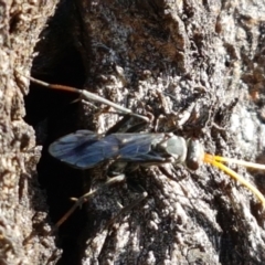 Pompilidae (family) (Unidentified Spider wasp) at Holt, ACT - 20 Jan 2021 by trevorpreston