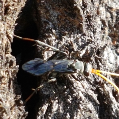 Pompilidae (family) (Unidentified Spider wasp) at Holt, ACT - 20 Jan 2021 by trevorpreston