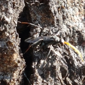 Pompilidae (family) at Holt, ACT - 20 Jan 2021