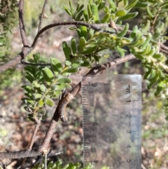 Oenochroma vinaria (Pink-bellied Moth, Hakea Wine Moth) at Downer, ACT - 20 Jan 2021 by Tdoh