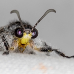 Heoclisis fundata (Antlion lacewing) at Melba, ACT - 19 Jan 2021 by Bron