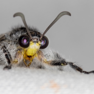 Heoclisis fundata (Antlion lacewing) at Melba, ACT - 19 Jan 2021 by Bron