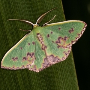 Prasinocyma rhodocosma at Melba, ACT - 19 Jan 2021