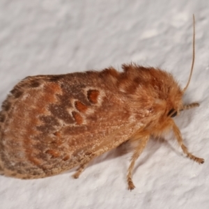 Pseudanapaea (genus) at Melba, ACT - 9 Jan 2021 10:03 PM