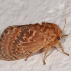 Pseudanapaea (genus) (A cup moth) at Melba, ACT - 9 Jan 2021 by kasiaaus