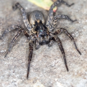 Lycosidae (family) at Melba, ACT - 19 Jan 2021 11:26 AM