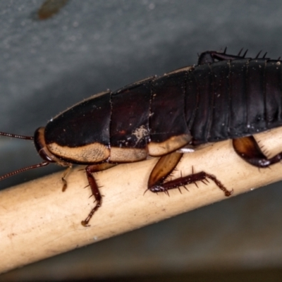 Drymaplaneta communis (Eastern Wood Runner, Common Shining Cockroach) at Melba, ACT - 19 Jan 2021 by Bron