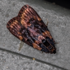 Araeopaschia sp. ANIC19 (A Pyralid moth (Epipaschinae) at Melba, ACT - 19 Jan 2021 by Bron