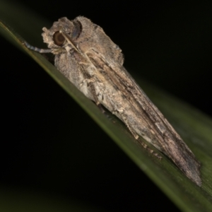 Agrotis infusa at Melba, ACT - 19 Jan 2021