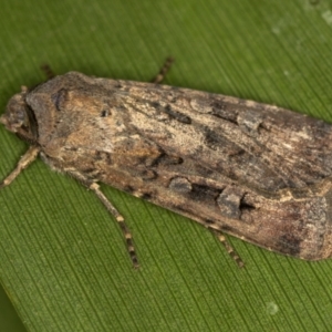 Agrotis infusa at Melba, ACT - 19 Jan 2021