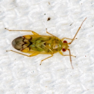 Miridae (family) (Unidentified plant bug) at Melba, ACT - 19 Jan 2021 by Bron