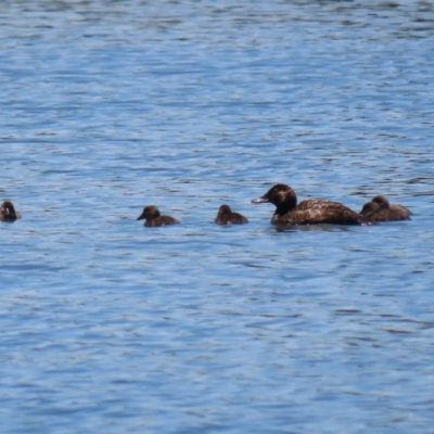 Oxyura australis (Blue-billed Duck) at Upper Stranger Pond - 13 Jan 2021 by RodDeb