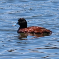 Oxyura australis at Bonython, ACT - 13 Jan 2021