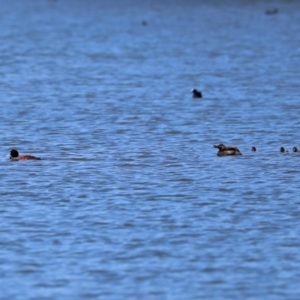 Oxyura australis at Bonython, ACT - 13 Jan 2021