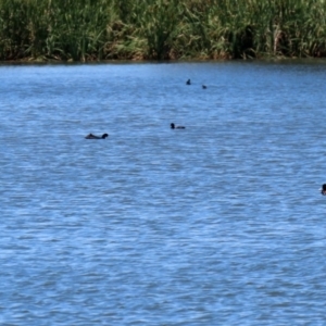 Oxyura australis at Bonython, ACT - 13 Jan 2021