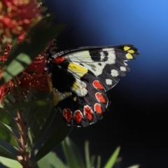 Delias aganippe (Spotted Jezebel) at Paddys River, ACT - 19 Jan 2021 by RodDeb