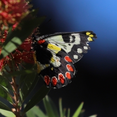 Delias aganippe (Spotted Jezebel) at Namadgi National Park - 18 Jan 2021 by RodDeb