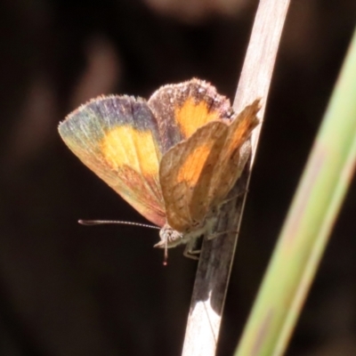 Paralucia aurifera (Bright Copper) at Paddys River, ACT - 19 Jan 2021 by RodDeb
