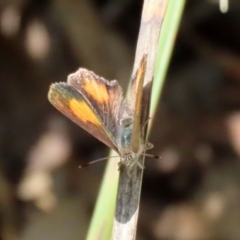 Paralucia aurifera at Paddys River, ACT - 19 Jan 2021