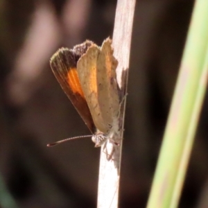 Paralucia aurifera at Paddys River, ACT - 19 Jan 2021