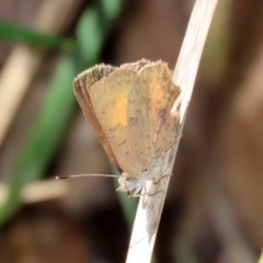 Paralucia aurifera at Paddys River, ACT - 19 Jan 2021