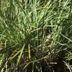 Paralucia aurifera at Paddys River, ACT - 19 Jan 2021