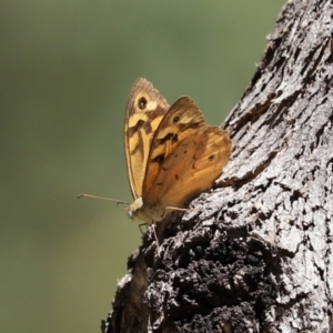 Heteronympha merope at Paddys River, ACT - 19 Jan 2021