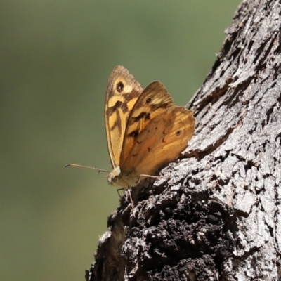 Heteronympha merope (Common Brown Butterfly) at Paddys River, ACT - 19 Jan 2021 by RodDeb