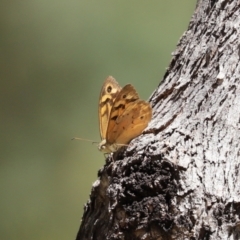 Heteronympha merope at Paddys River, ACT - 19 Jan 2021