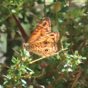 Geitoneura acantha at Paddys River, ACT - 19 Jan 2021 11:35 AM