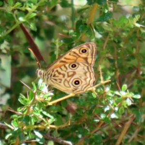 Geitoneura acantha at Paddys River, ACT - 19 Jan 2021 11:35 AM