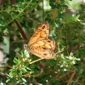 Geitoneura acantha at Paddys River, ACT - 19 Jan 2021 11:35 AM