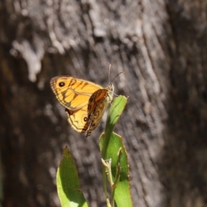 Geitoneura acantha at Paddys River, ACT - 19 Jan 2021 11:35 AM