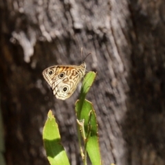 Geitoneura acantha at Paddys River, ACT - 19 Jan 2021 11:35 AM