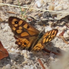 Geitoneura klugii (Marbled Xenica) at Paddys River, ACT - 19 Jan 2021 by RodDeb